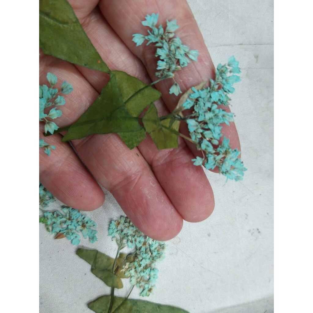 【台灣現貨速發】押花//壓花//小手球花一包10支*3=30元