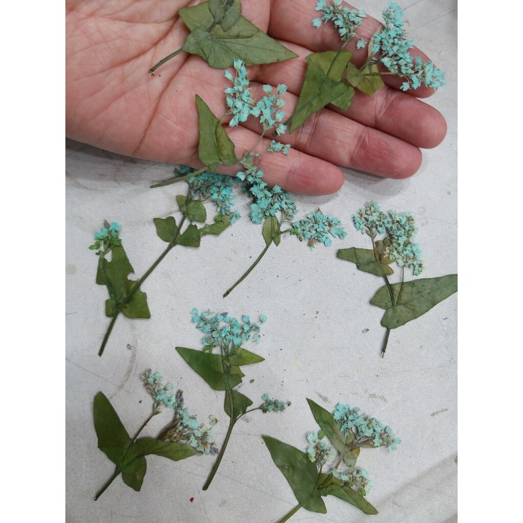 【台灣現貨速發】押花//壓花//小手球花一包10支*3=30元