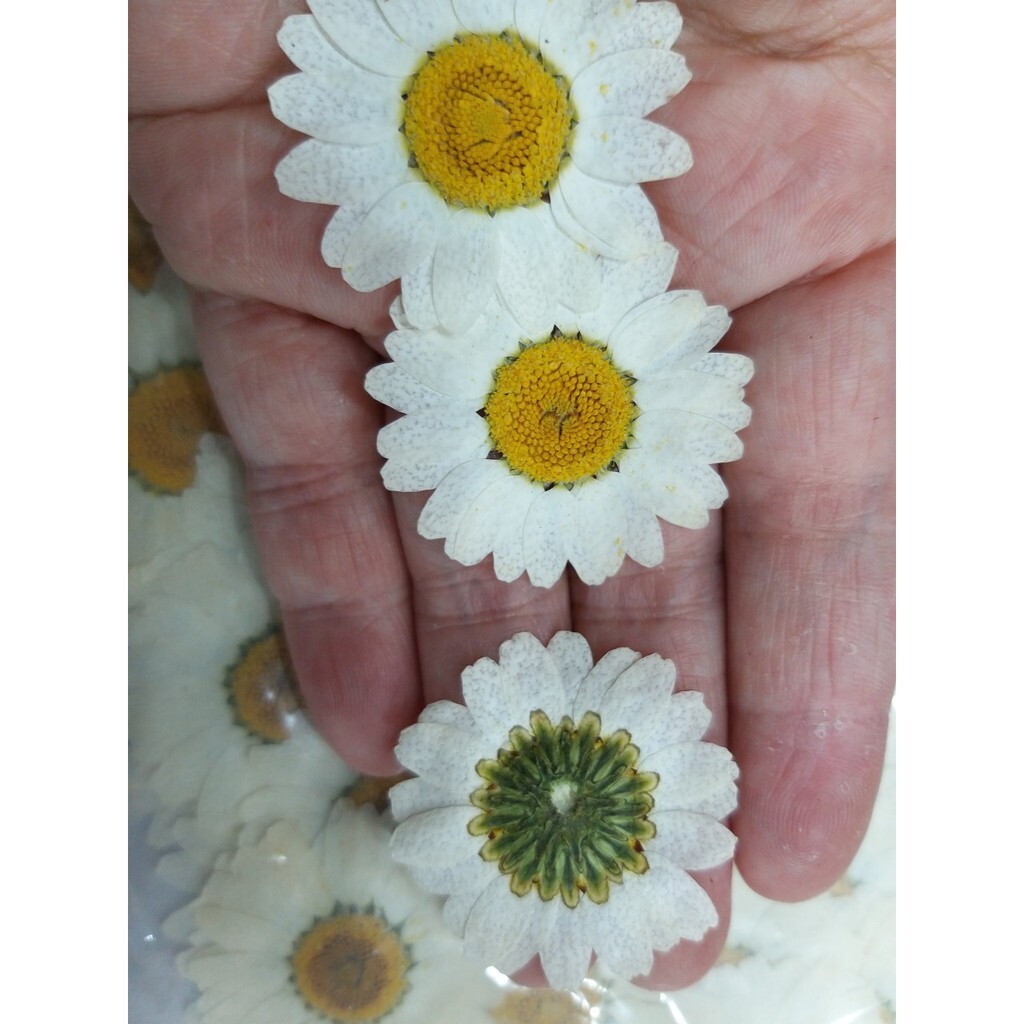 【台灣現貨速發】押花 壓花 小菊花 瑪格麗特｜一包10朵*3=30元