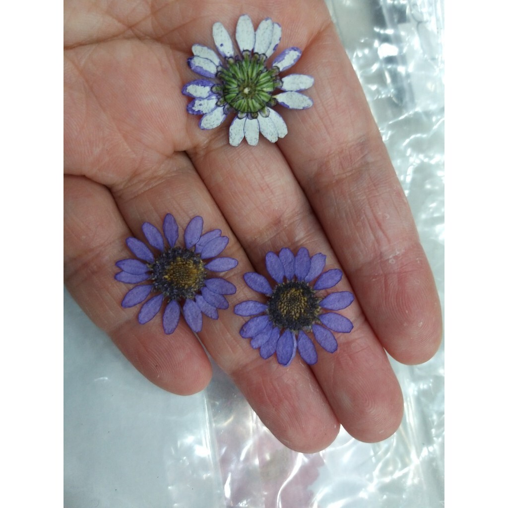 【台灣現貨速發】押花 壓花 小菊花 瑪格麗特｜一包10朵*3=30元