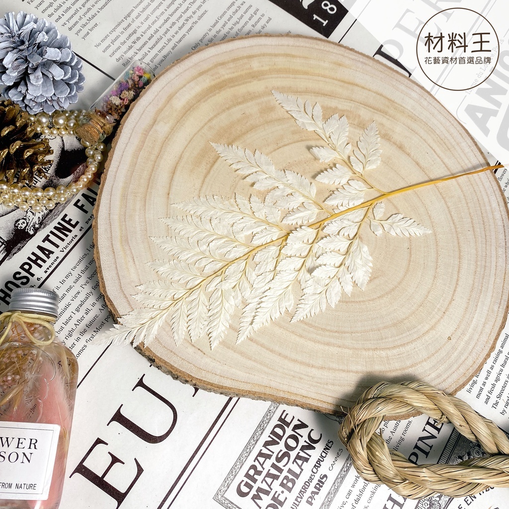 【台灣現貨速發】台灣現貨 米黃色高山羊齒｜乾燥葉材 蕨類 羊齒