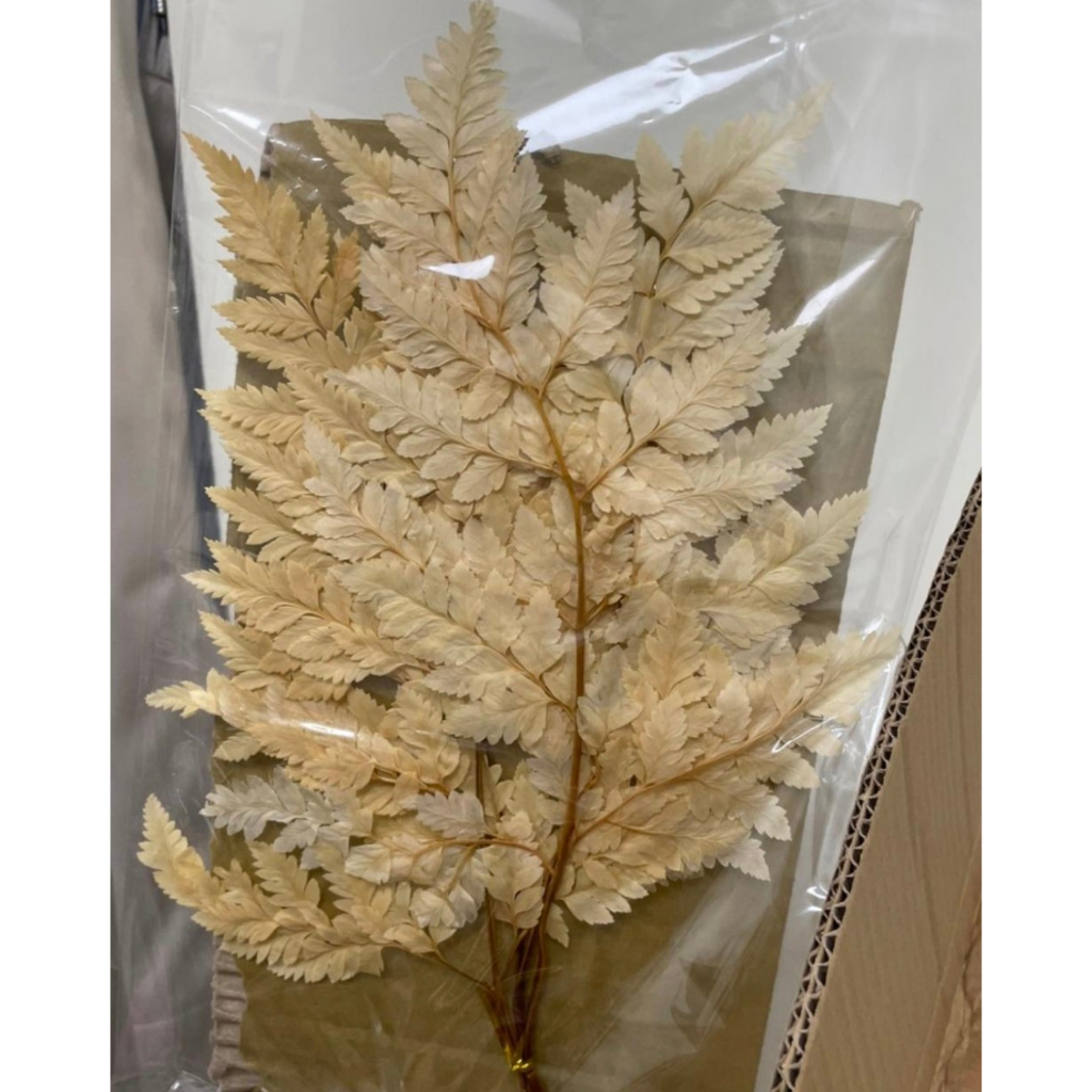 【台灣現貨速發】台灣現貨 米黃色高山羊齒｜乾燥葉材 蕨類 羊齒