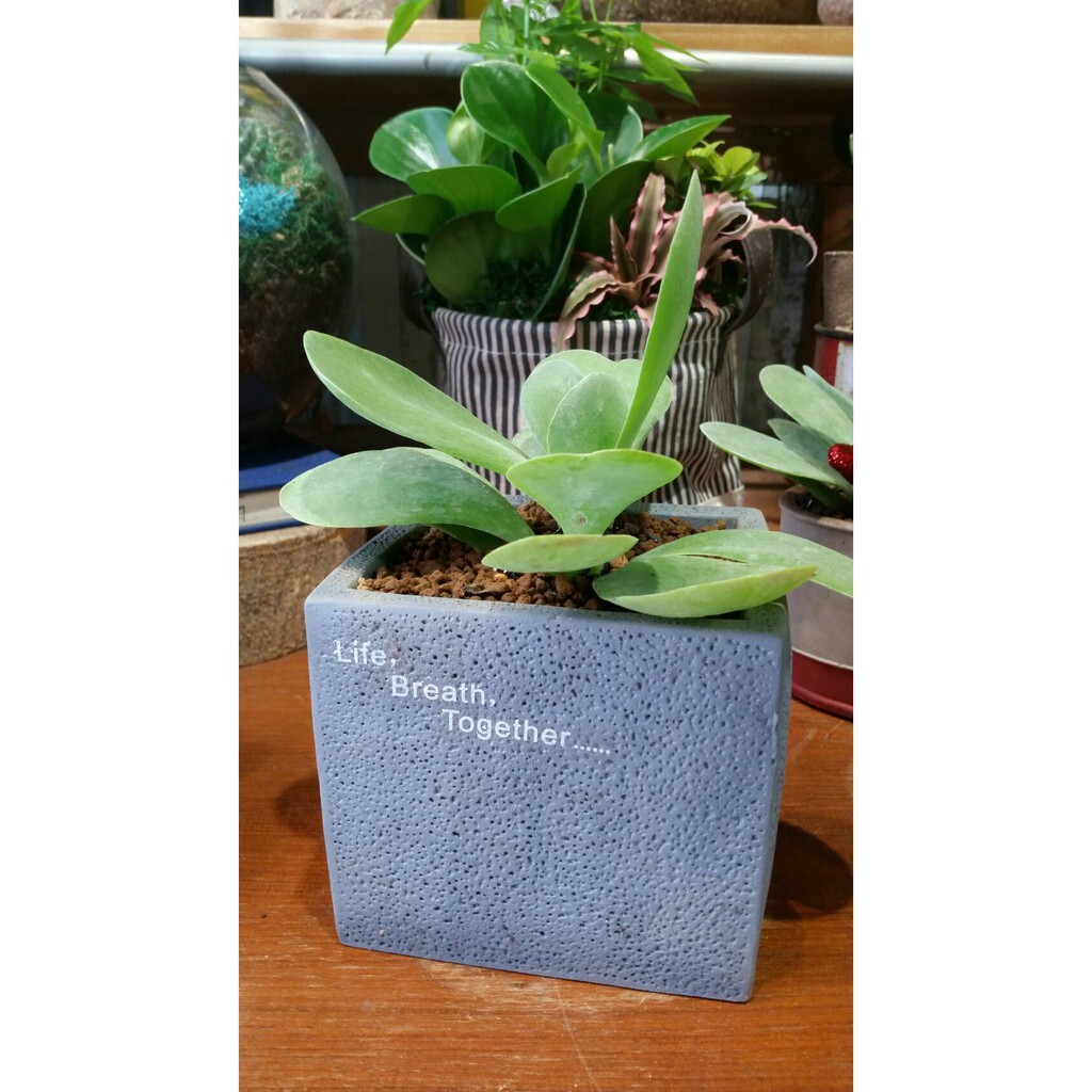 【台灣現貨速發】多肉植物M266-水泥盆//四方造型花器