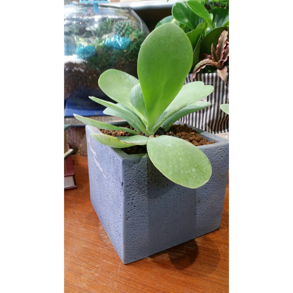 【台灣現貨速發】多肉植物M266-水泥盆//四方造型花器