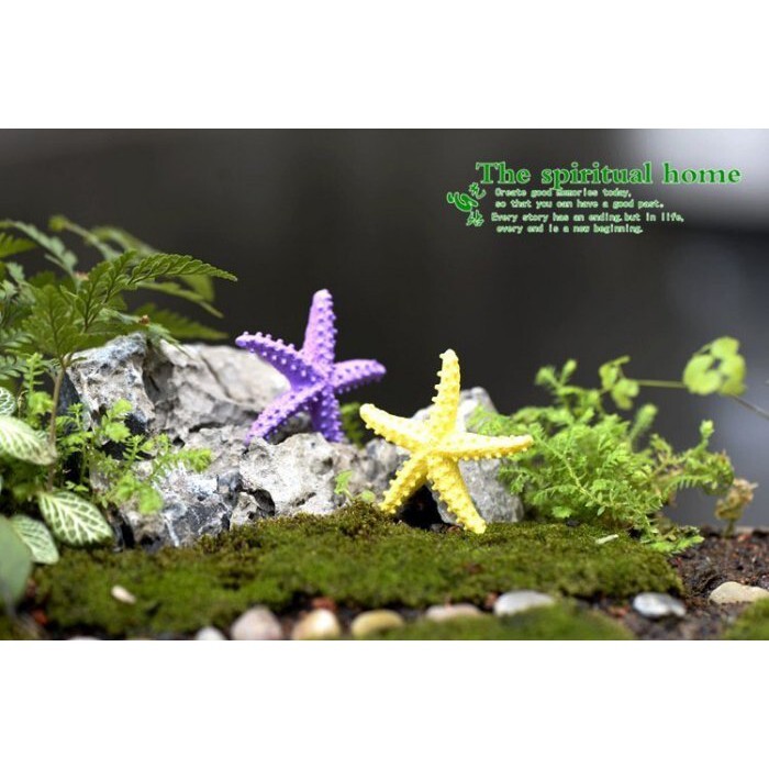 【台灣現貨速發】多肉植物//微景觀小公仔//小玩偶(4公分海星)