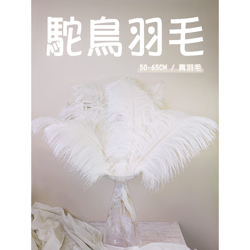 【台灣現貨速發】大羽毛 扇羽毛 鴕鳥羽毛｜５０－６５公分｜婚禮佈置 場景佈置 拍照道具 羽毛 鴕鳥毛