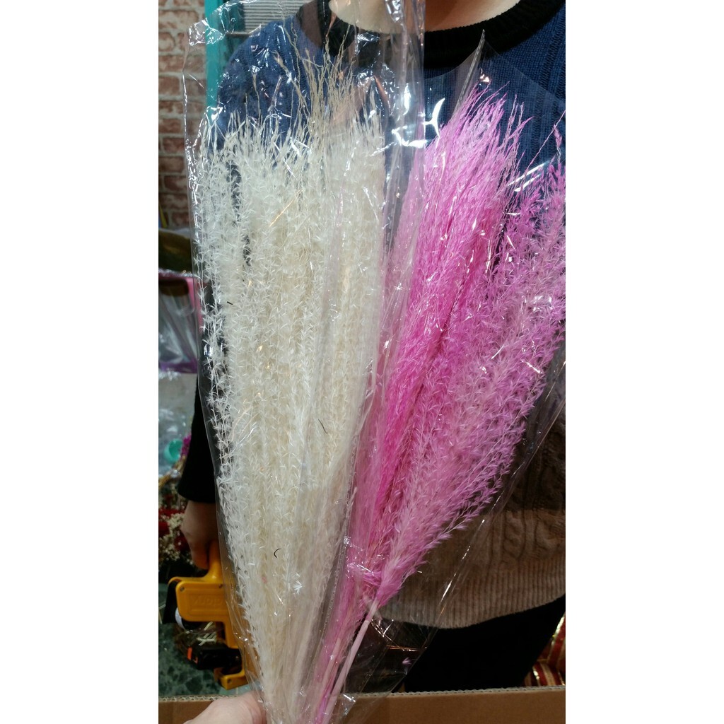 【台灣現貨速發】漂白染色--乾燥蘆葦