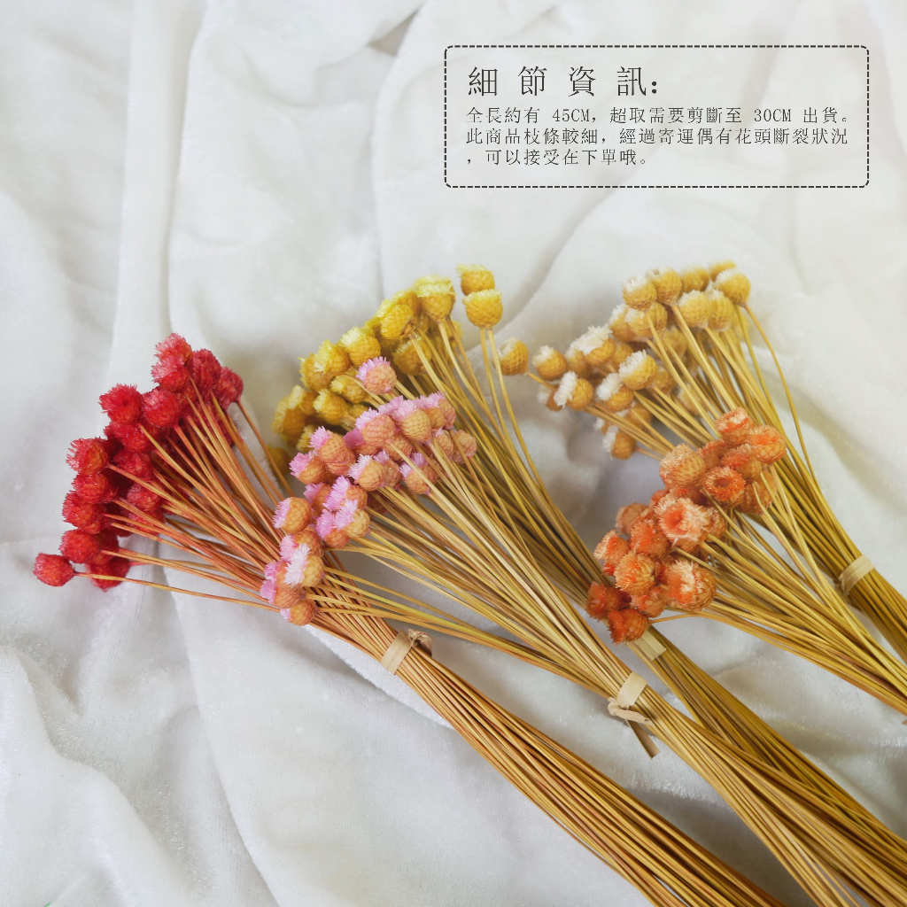 【台灣現貨速發】巴西快樂花 ins風乾花｜大花頭0.8cm｜繁星花 迷你小花頭 乾燥花
