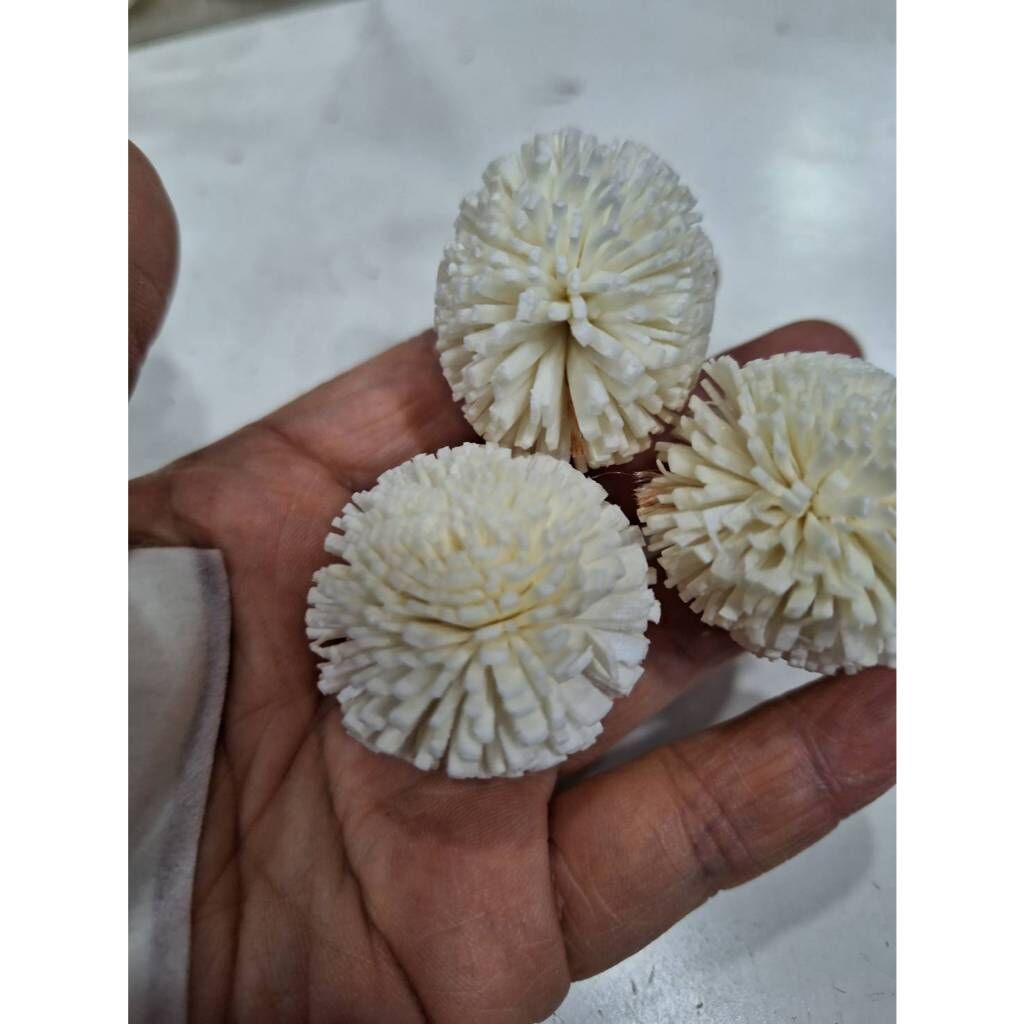 【台灣現貨速發】3公分白色兵乓菊 索拉乾花  開心菊 通草花 擴香花 香薰花