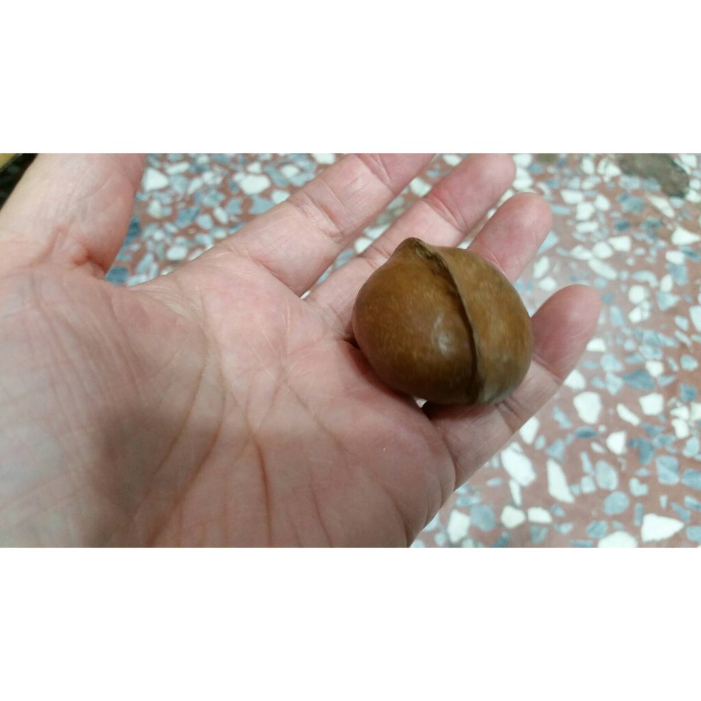 【台灣現貨速發】聖誕3-5公分橄欖果)球果5圓