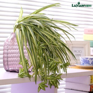 【台灣現貨速發】葉蘭-吊壁掛花//吊蘭仿真植物// 垂柳吊蘭花植物草