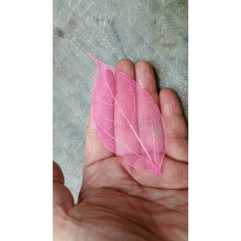 【台灣現貨速發】金鋼葉//乾樹葉書籤//網葉10元有現貨