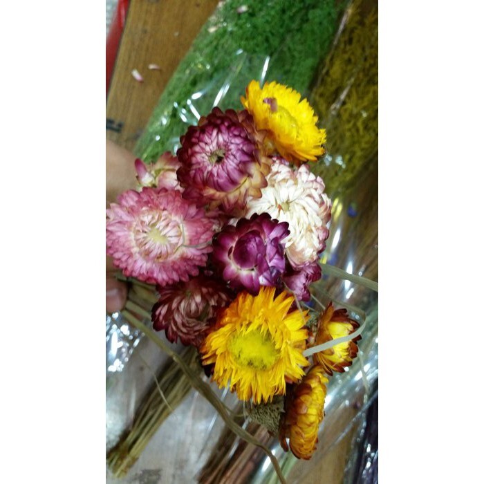 【台灣現貨速發】乾燥花--麥桿菊