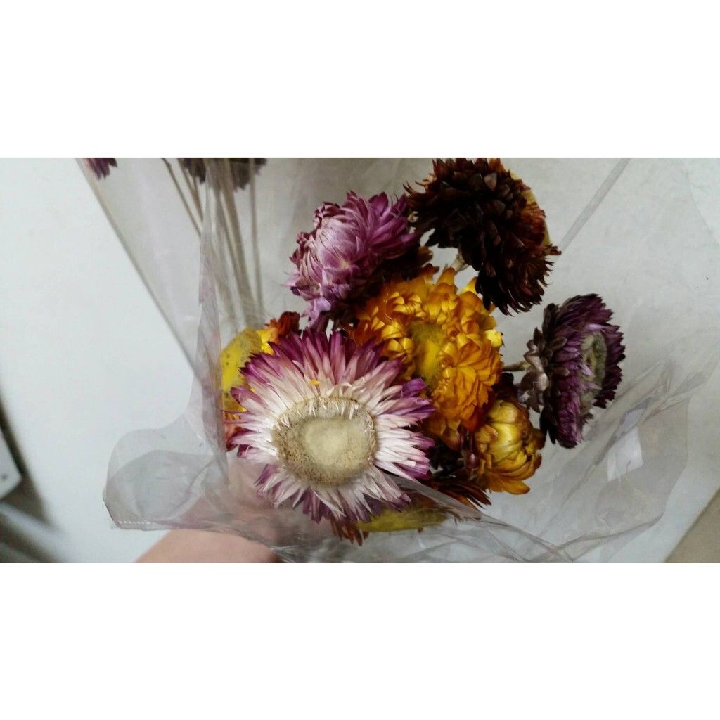 【台灣現貨速發】乾燥花--麥桿菊