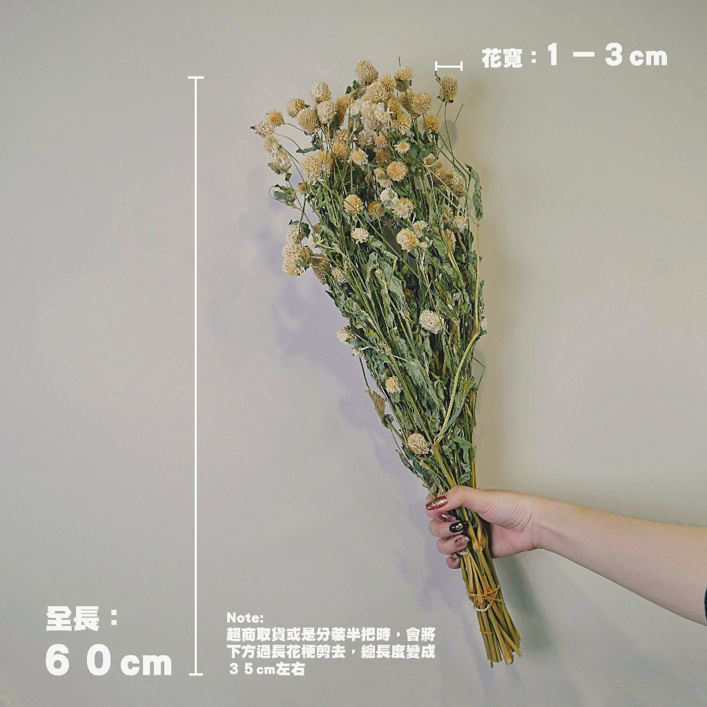 【台灣現貨速發】圓仔花//千日紅乾花//乾燥花