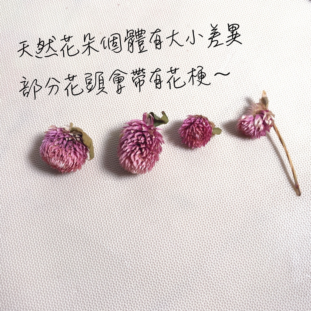 【台灣現貨速發】圓仔花 材料包 千日紅花頭 幹燥花材料包 乾燥花頭 花材盒
