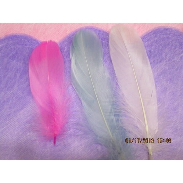 【台灣現貨速發】漂亮羽毛｜特價1根10元｜15-20公分