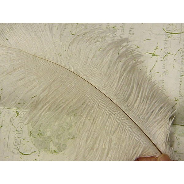 【台灣現貨速發】鴕鳥羽毛 扇羽毛 長羽毛｜40公分