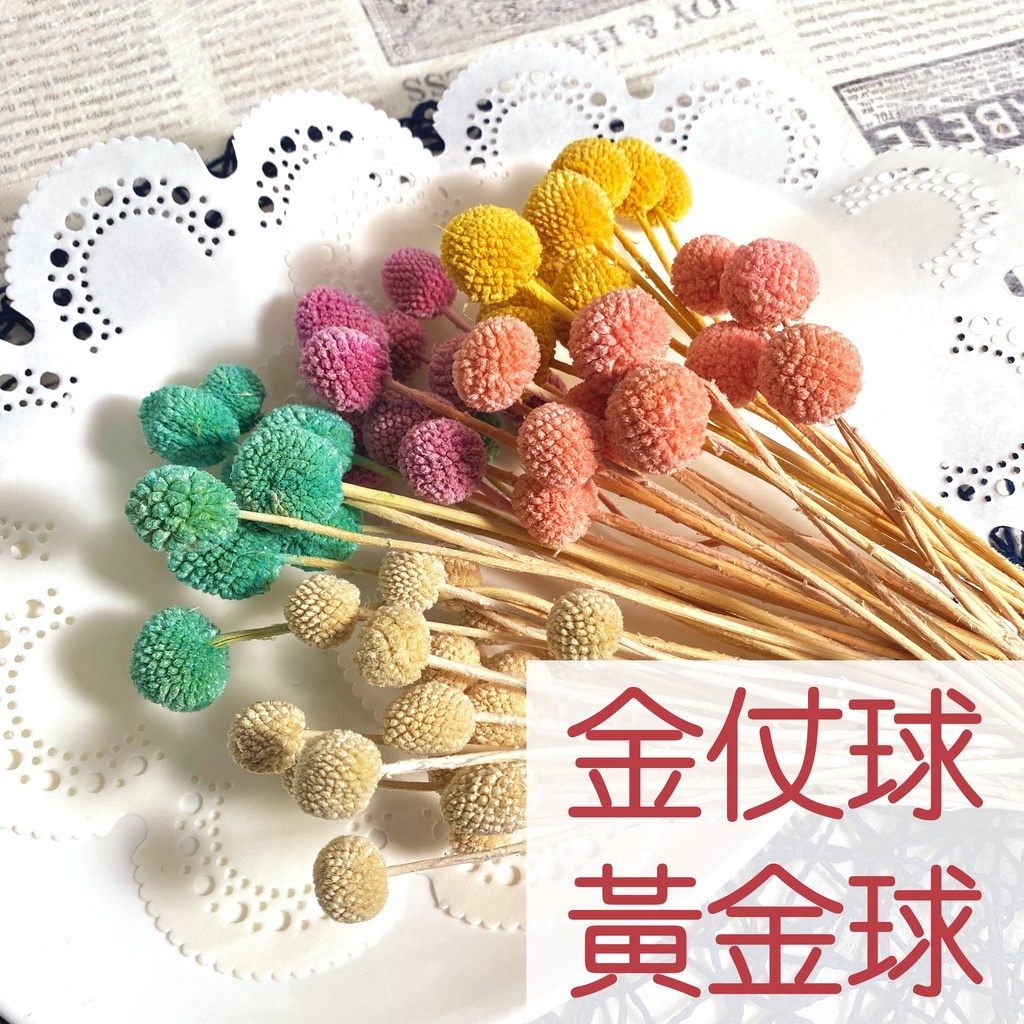 【台灣現貨速發】黃金球 金仗球｜1把10支｜永生花 乾燥花 乾花