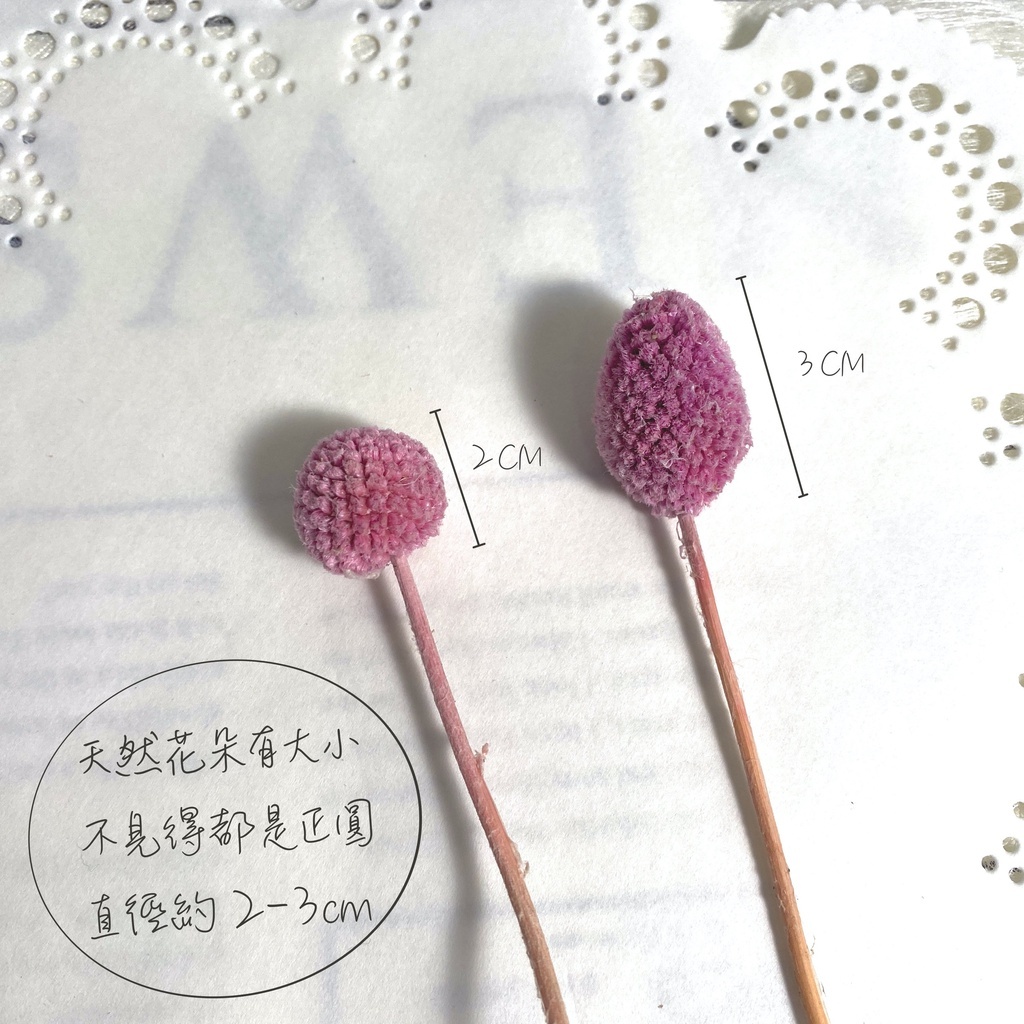 【台灣現貨速發】黃金球 金仗球｜1把10支｜永生花 乾燥花 乾花