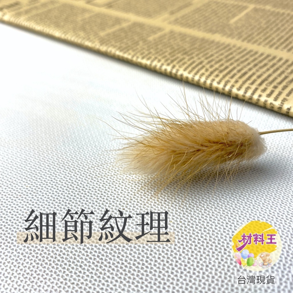 【台灣現貨速發】兔尾草 ｜莫蘭迪色系 乾燥花 狗尾草 鼠尾草永生花 花材 母親節 畢業季 永生花 永生兔尾草