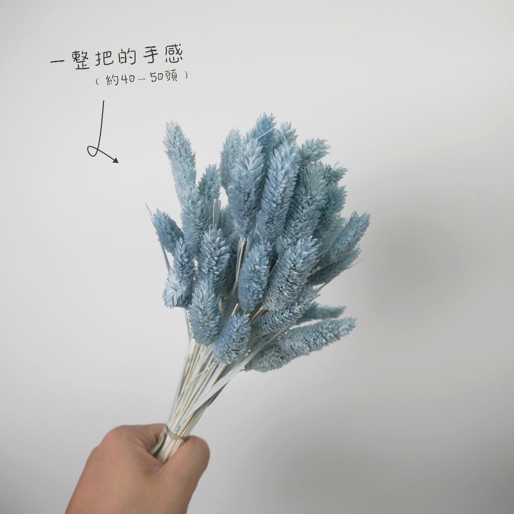 【台灣現貨速發】加納利 金絲雀草 寶石草 乾燥花 花材｜20隻100元 另有大份量