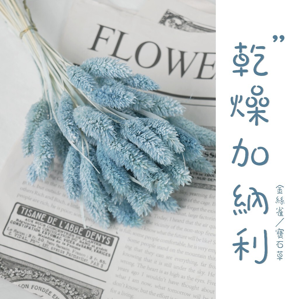 【台灣現貨速發】加納利 金絲雀草 寶石草 乾燥花 花材｜20隻100元 另有大份量