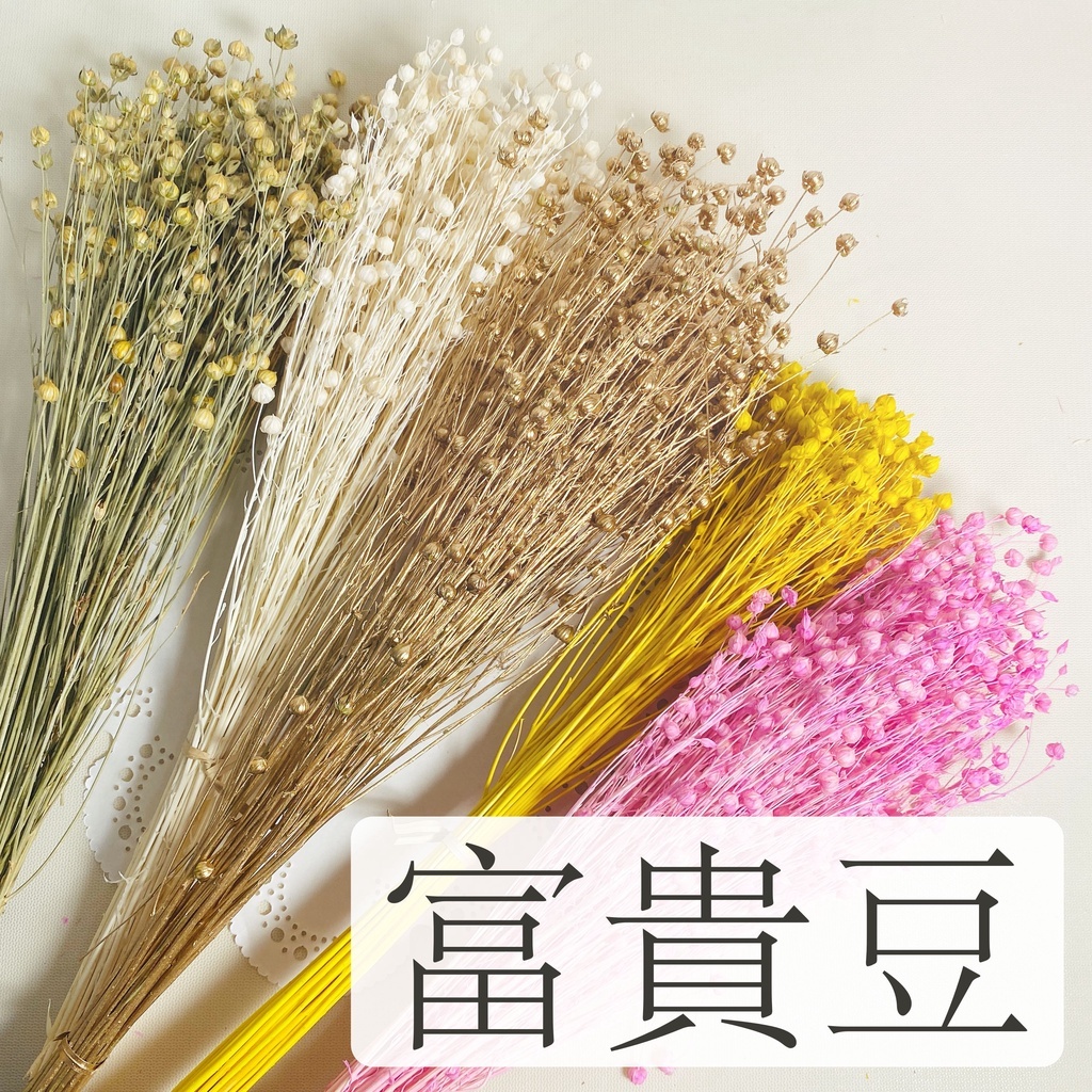 【台灣現貨速發】富貴豆 相思豆 小星果｜原裝一把｜乾花 乾燥花