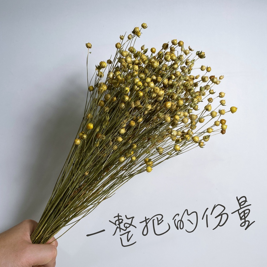 【台灣現貨速發】富貴豆 相思豆 小星果｜原裝一把｜乾花 乾燥花