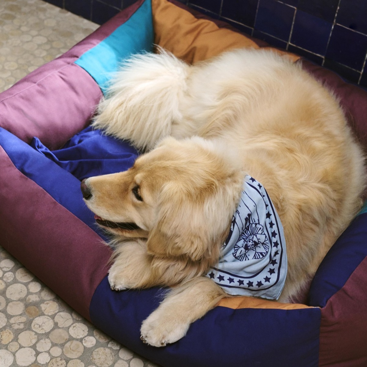 黃金獵犬舒服的躺在 HAY Dogs 寵物狗床