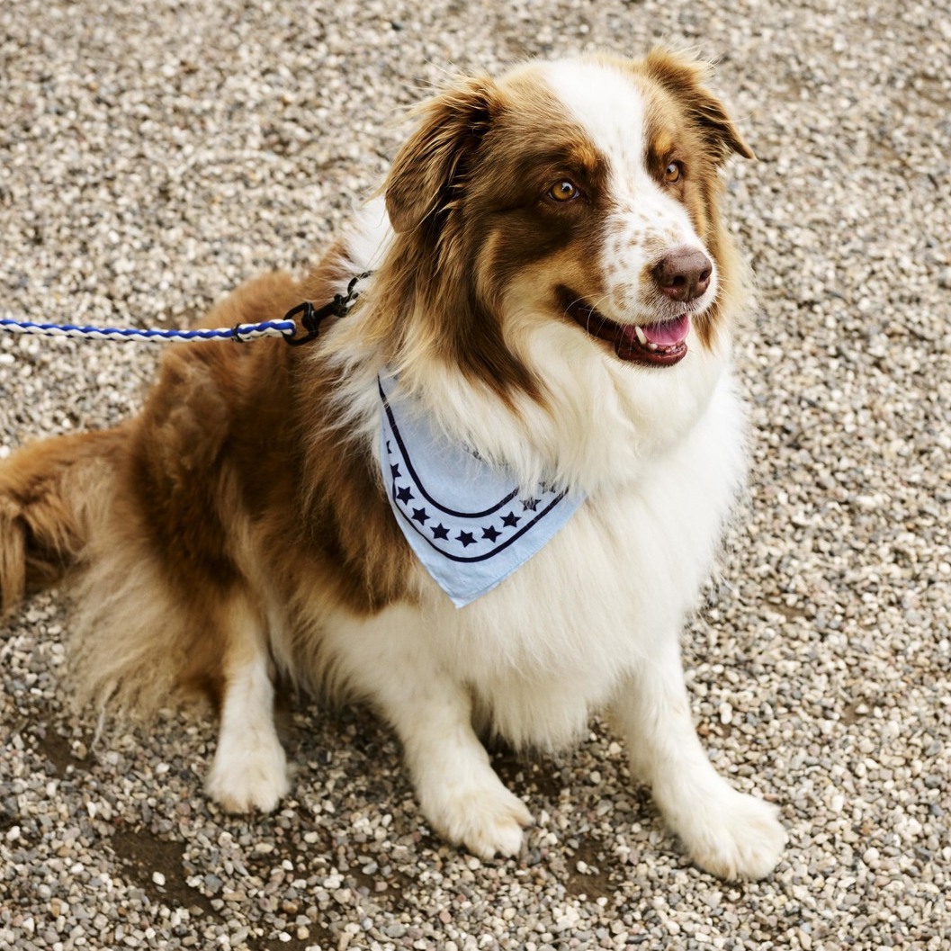 邊境牧羊犬脖子戴著 HAY Dogs 寵物領巾，顏色繽紛可愛，幫寵物時尚感加分