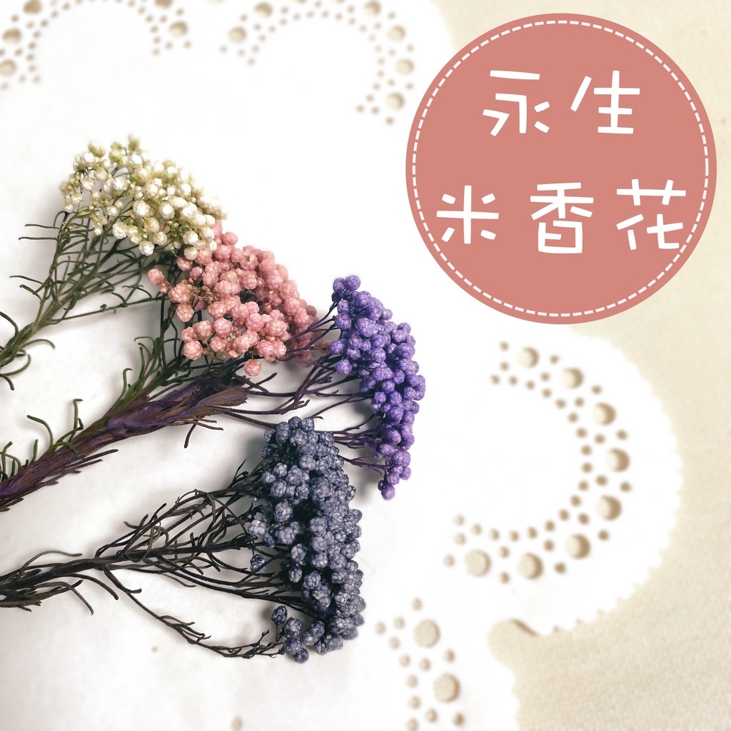 【台灣現貨速發】永生米香花 小米花 米草 米花｜永生花 乾燥花 花材