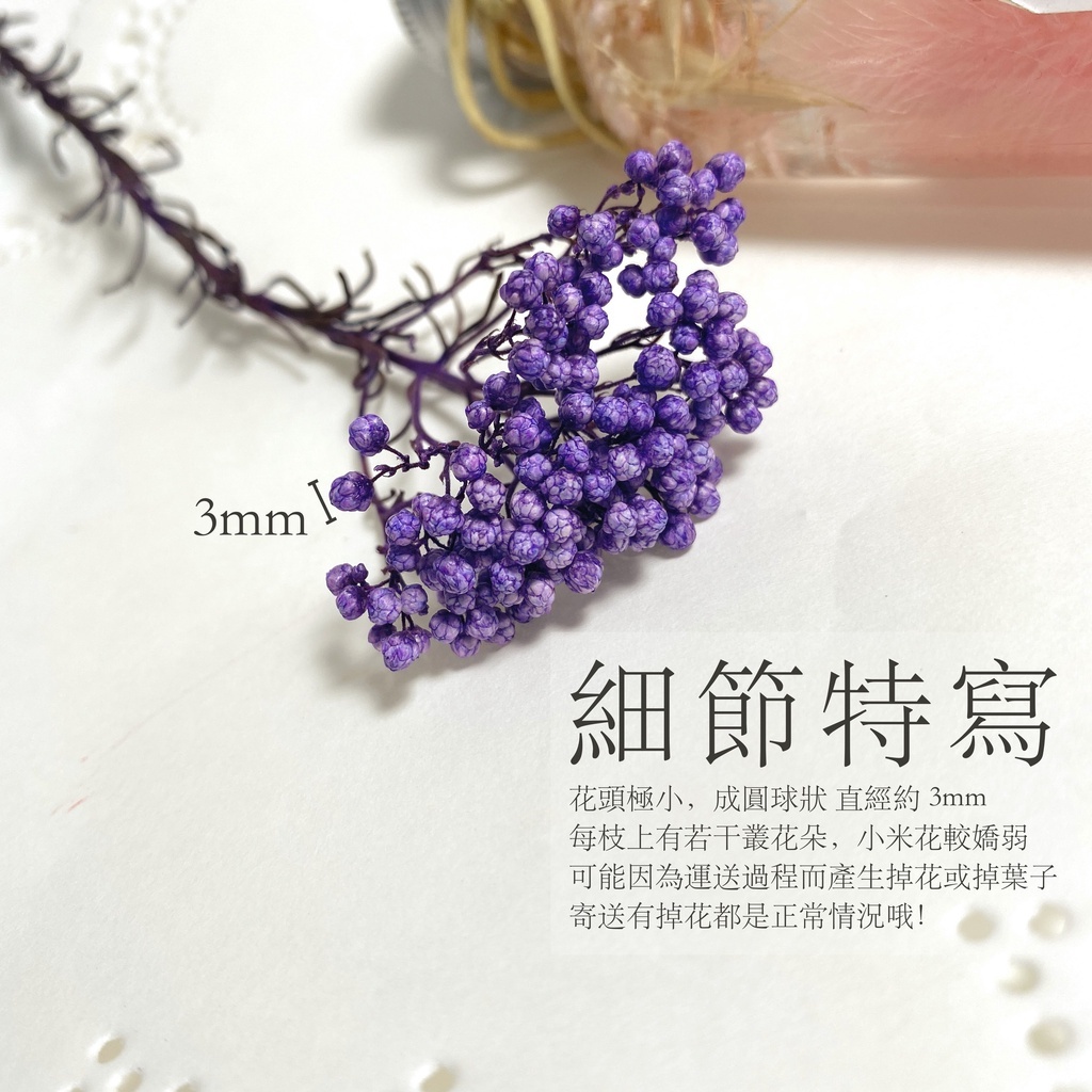 【台灣現貨速發】永生米香花 小米花 米草 米花｜永生花 乾燥花 花材