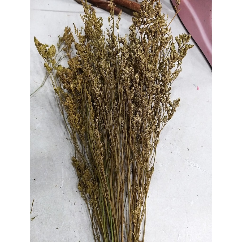 【台灣現貨速發】草綠色卡斯比亞｜乾燥花 卡斯比亞