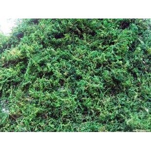 【台灣現貨速發】乾燥水草｜30克裝｜30元