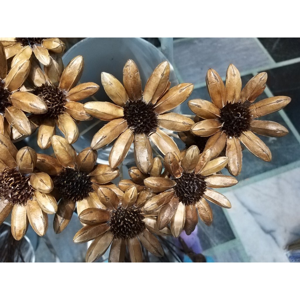 【台灣現貨速發】乾燥花--木向日葵花***有現貨