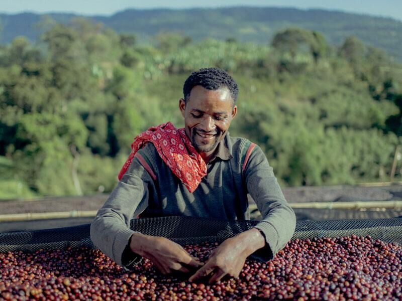 競標批次 | 衣索比亞 獨家系列 西達摩 龐貝 日曬 74158&74112 Faysel Abdosh 簽名特選 Testi Coffee公益競標