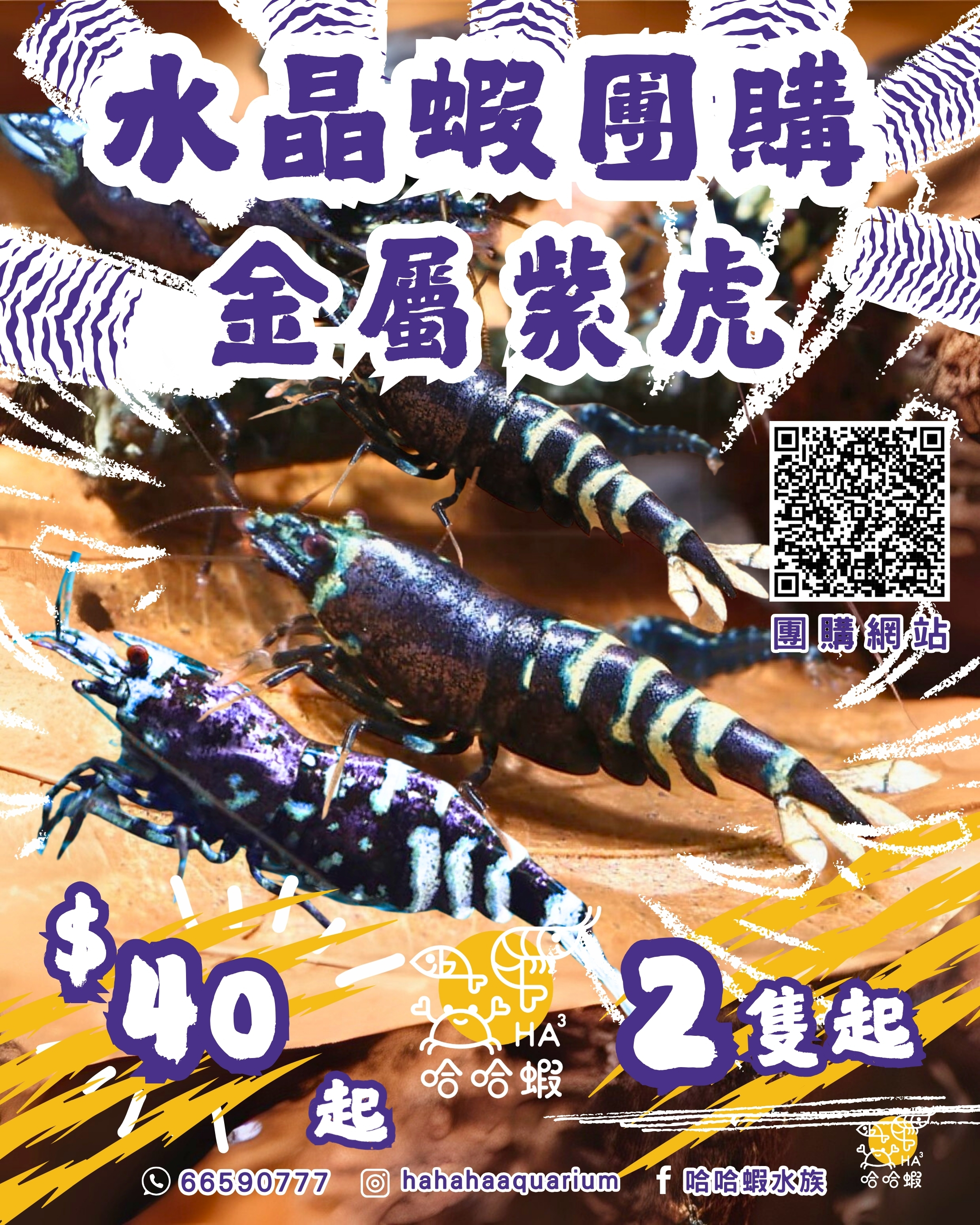 金屬紫虎水晶蝦 | Metallic Purple Tiger Shrimp [團購]