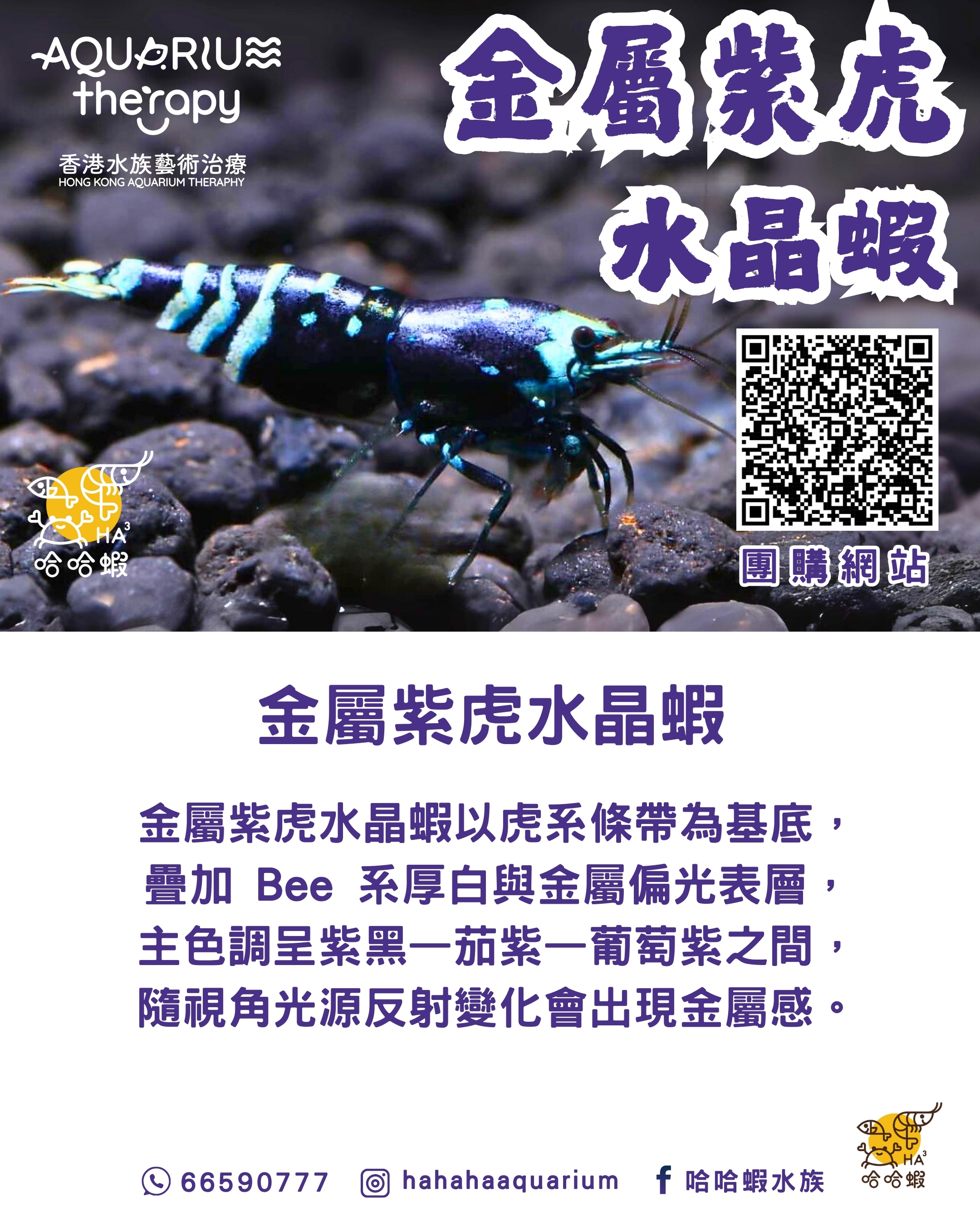 金屬紫虎水晶蝦 | Metallic Purple Tiger Shrimp [團購]