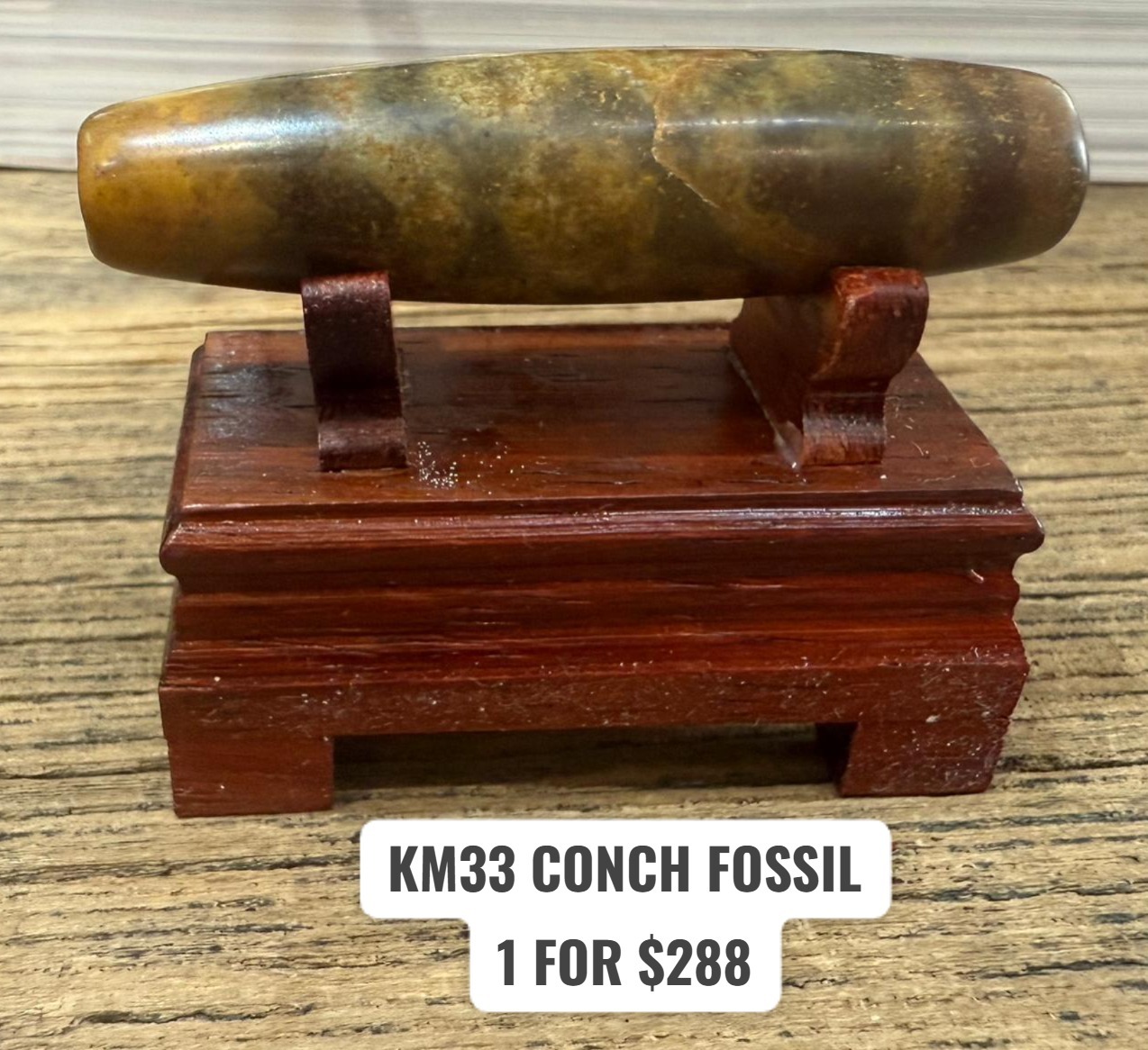 1 KM33 CONCH FOSSIL