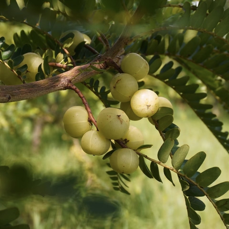 立秋 油甘果 去屑止癢洗髮精 450ml