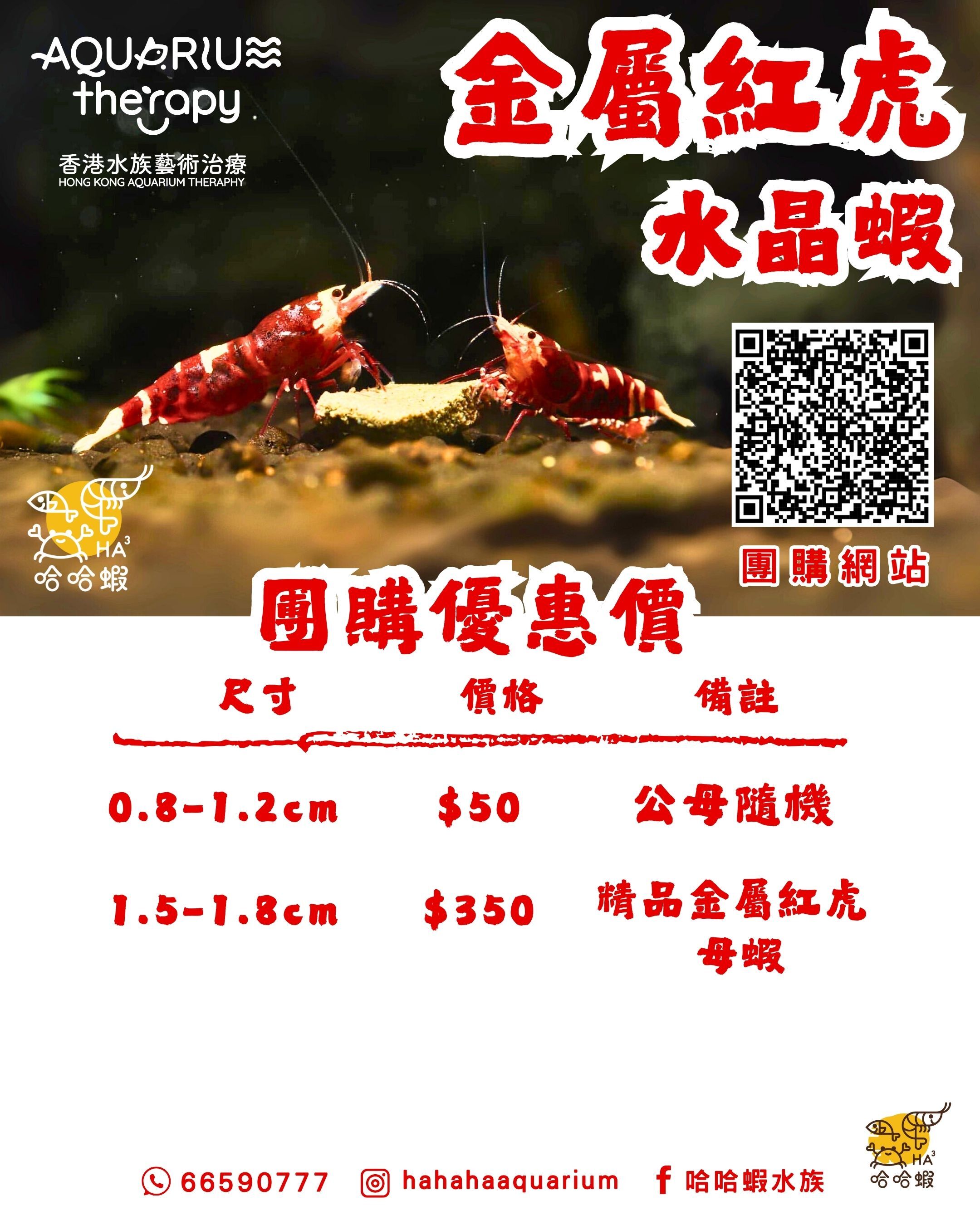 金屬紅虎水晶蝦 | Metallic RED Tiger Shrimp [團購]