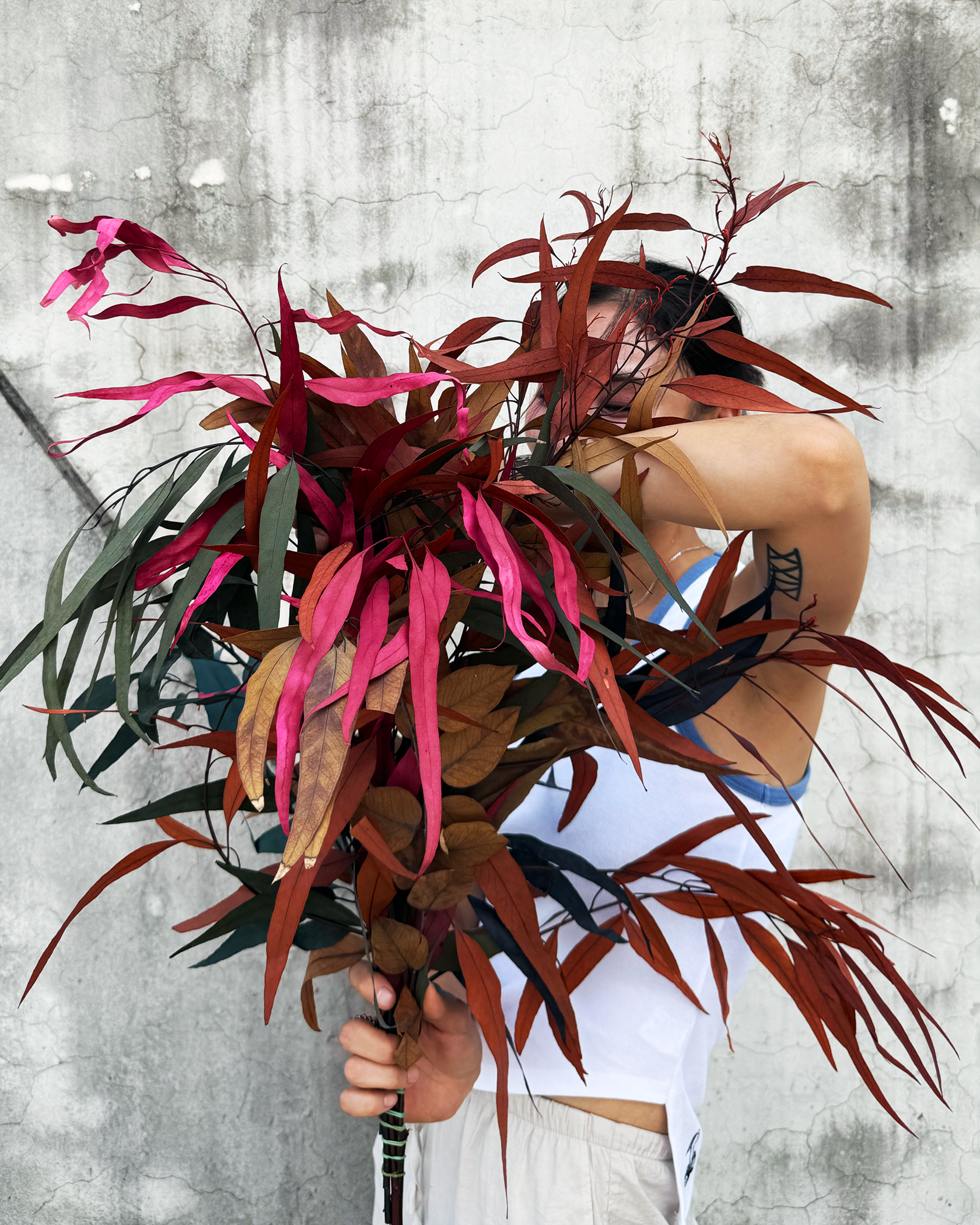 永生大柳葉尤加利 (義大利)