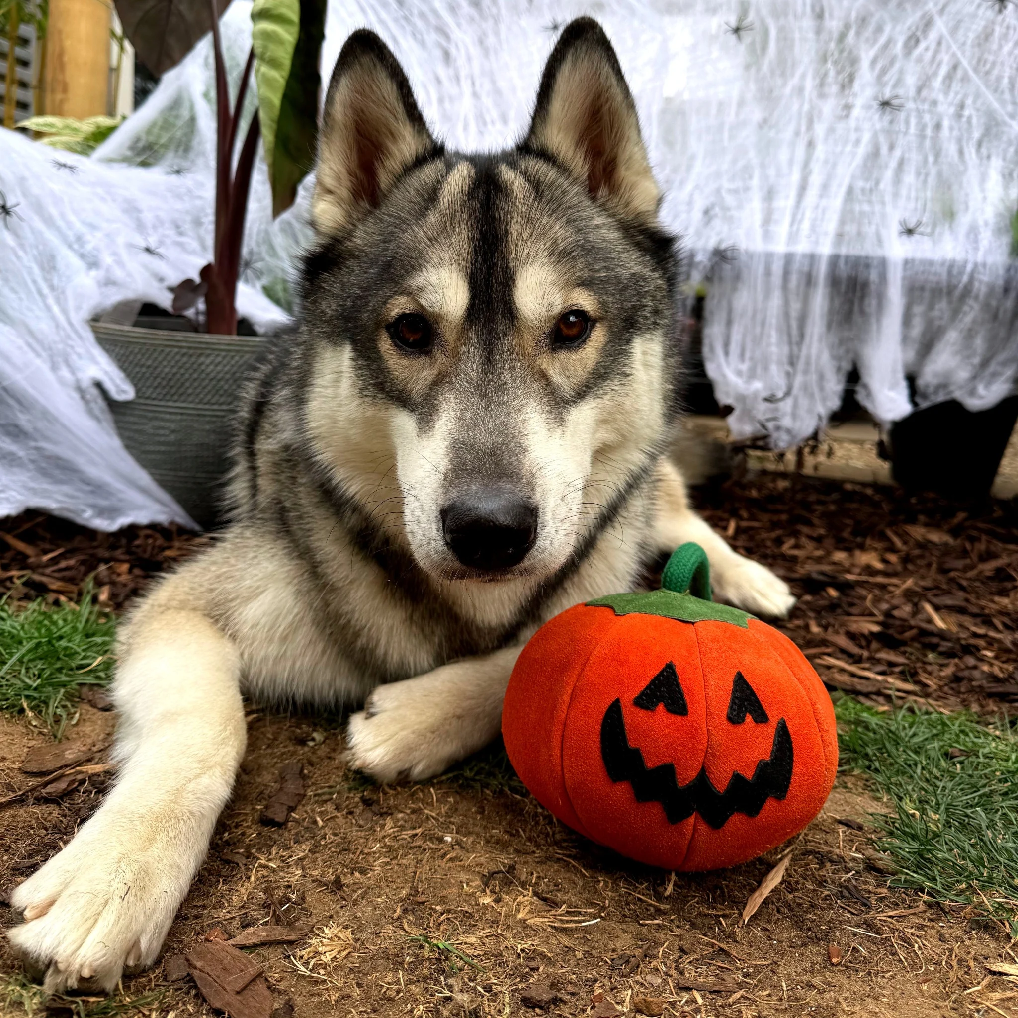 GREEN & WILDS- 天然黃麻製犬用啃咬玩具 -胖胖南瓜