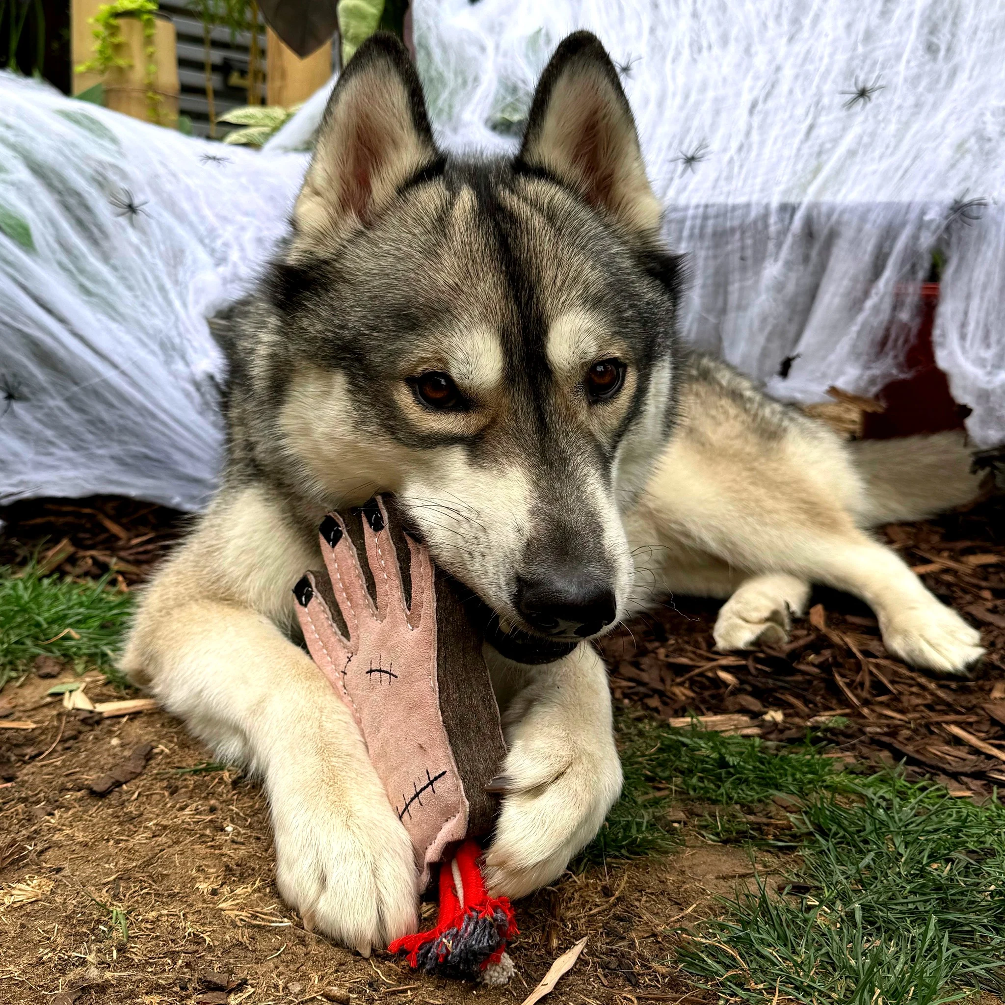 GREEN & WILDS- 天然黃麻製犬用啃咬玩具 -小手