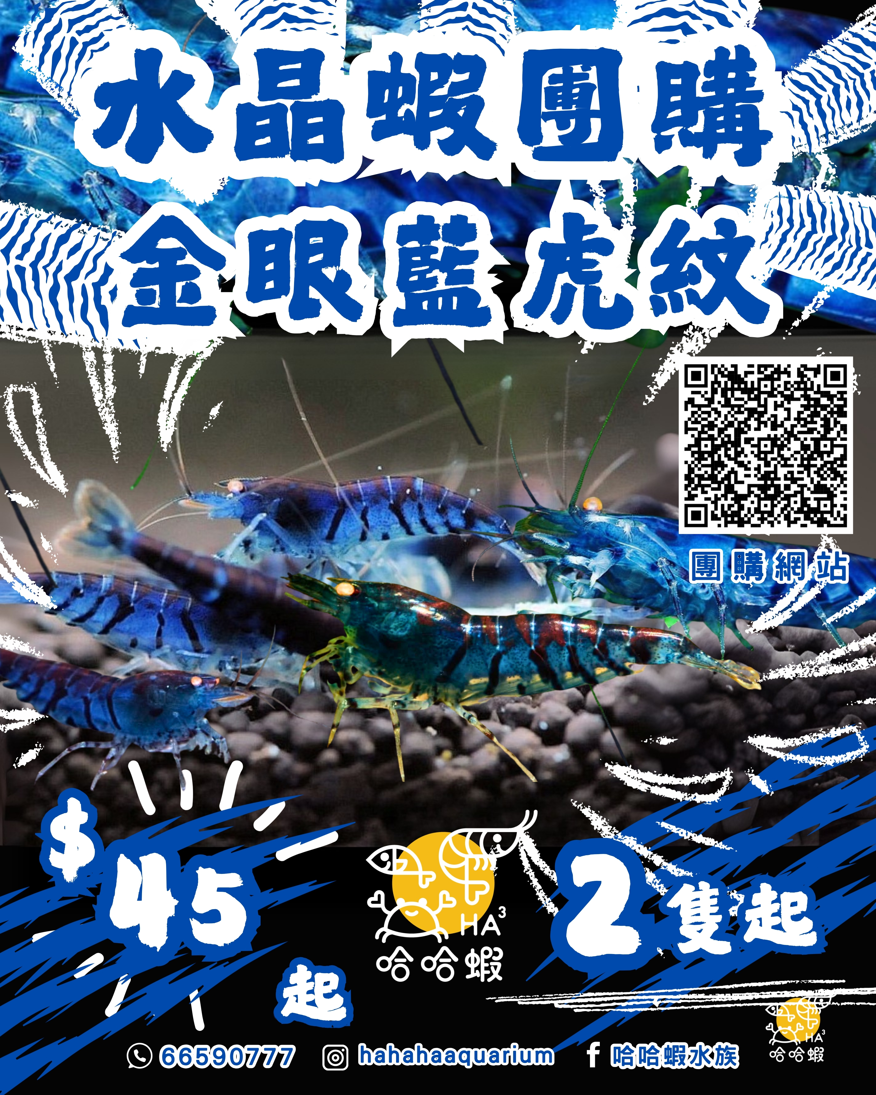 金眼藍虎紋水晶蝦 | OE Blue Tiger Shrimp [團購]