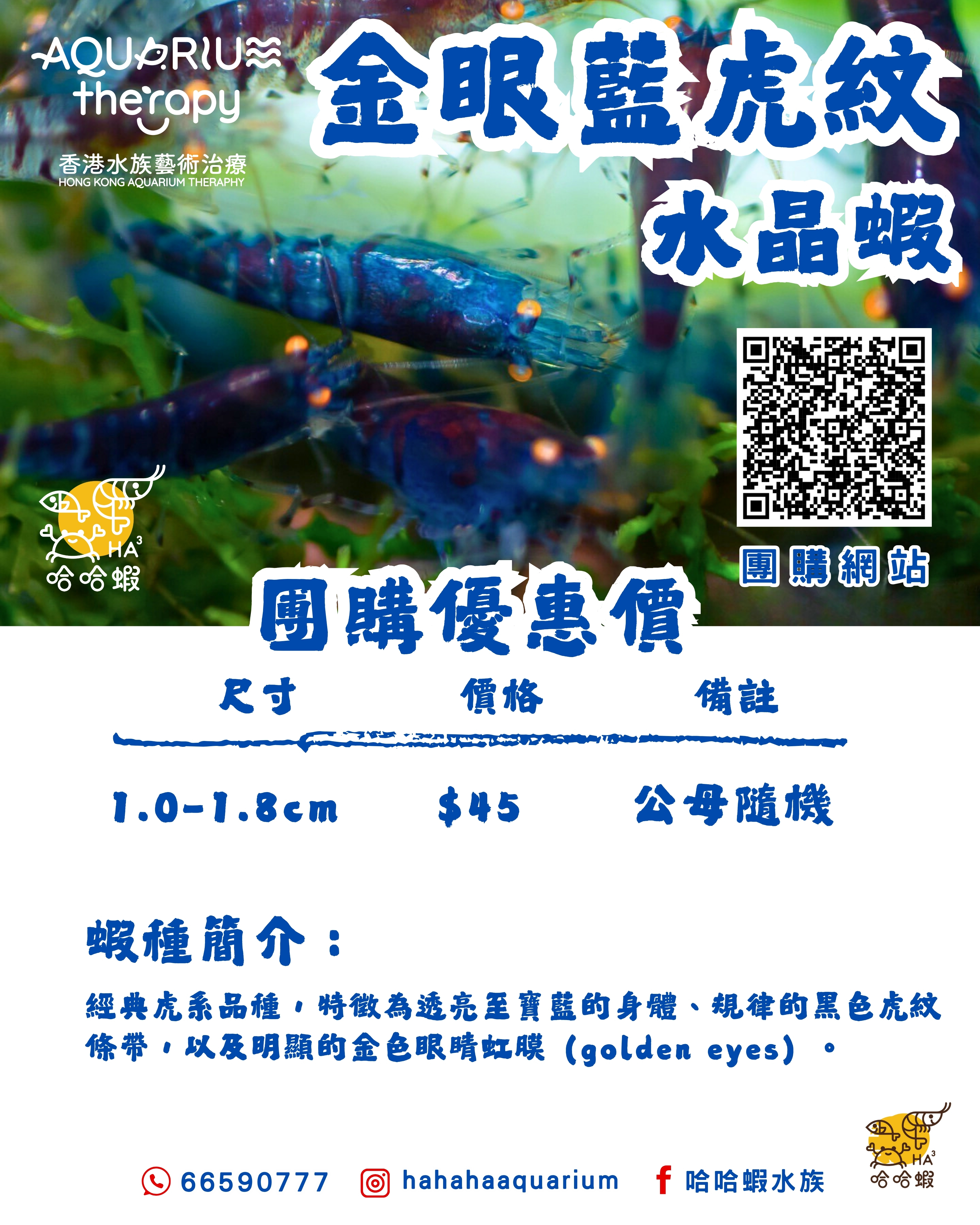 金眼藍虎紋水晶蝦 | OE Blue Tiger Shrimp [團購]