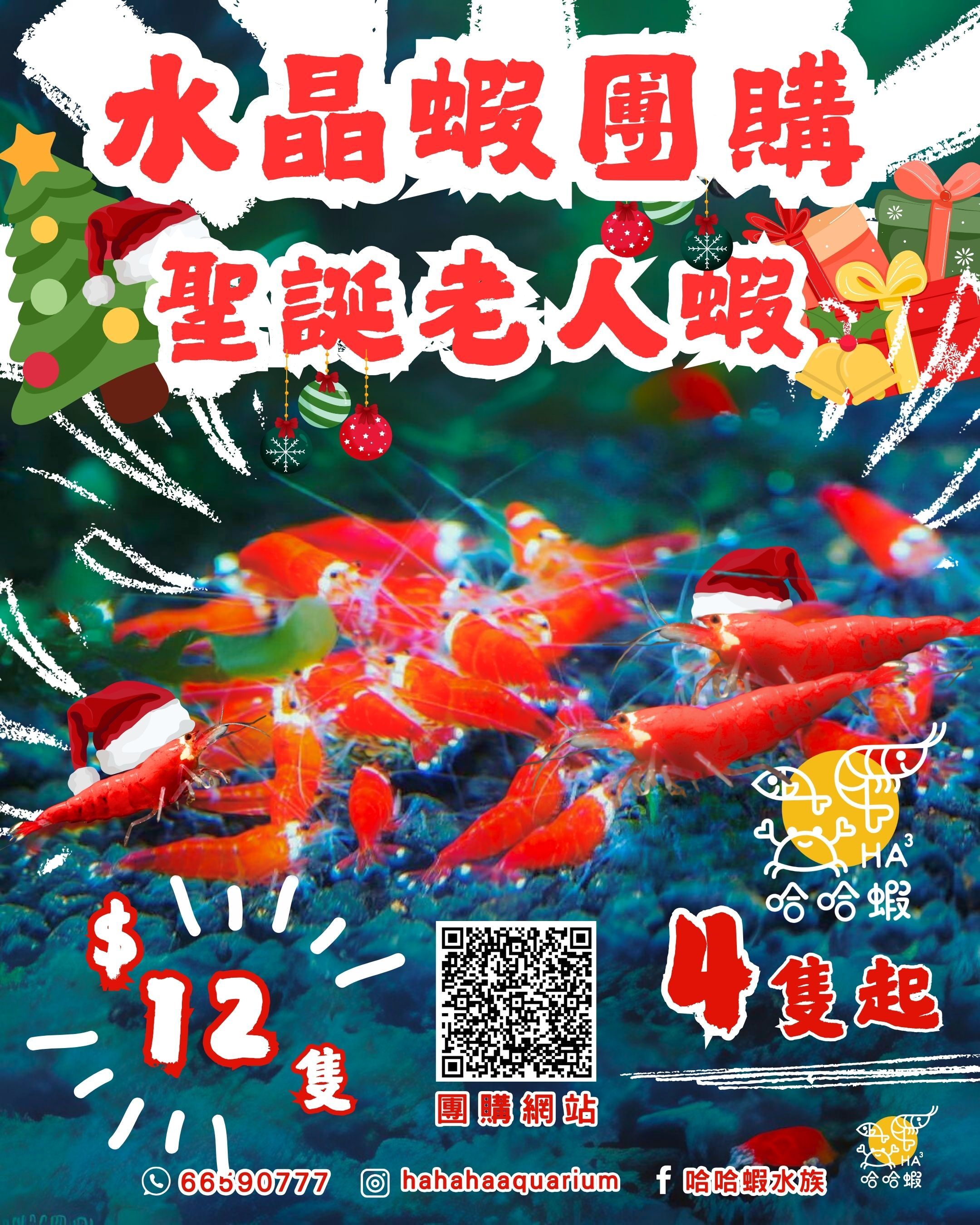 聖誕老人水晶蝦 | Santa Claus Red Shrimp [團購]