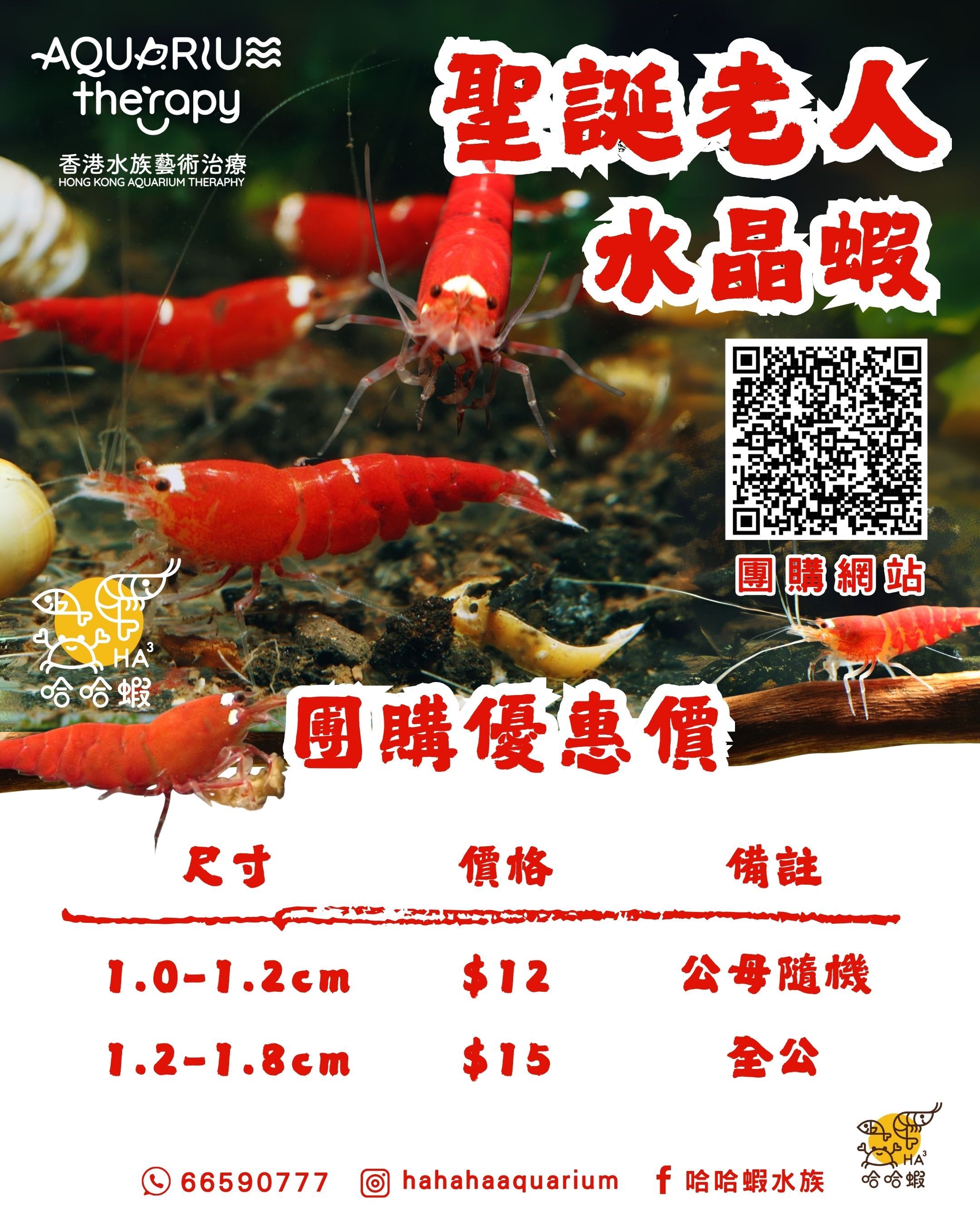 聖誕老人水晶蝦 | Santa Claus Red Shrimp [團購]