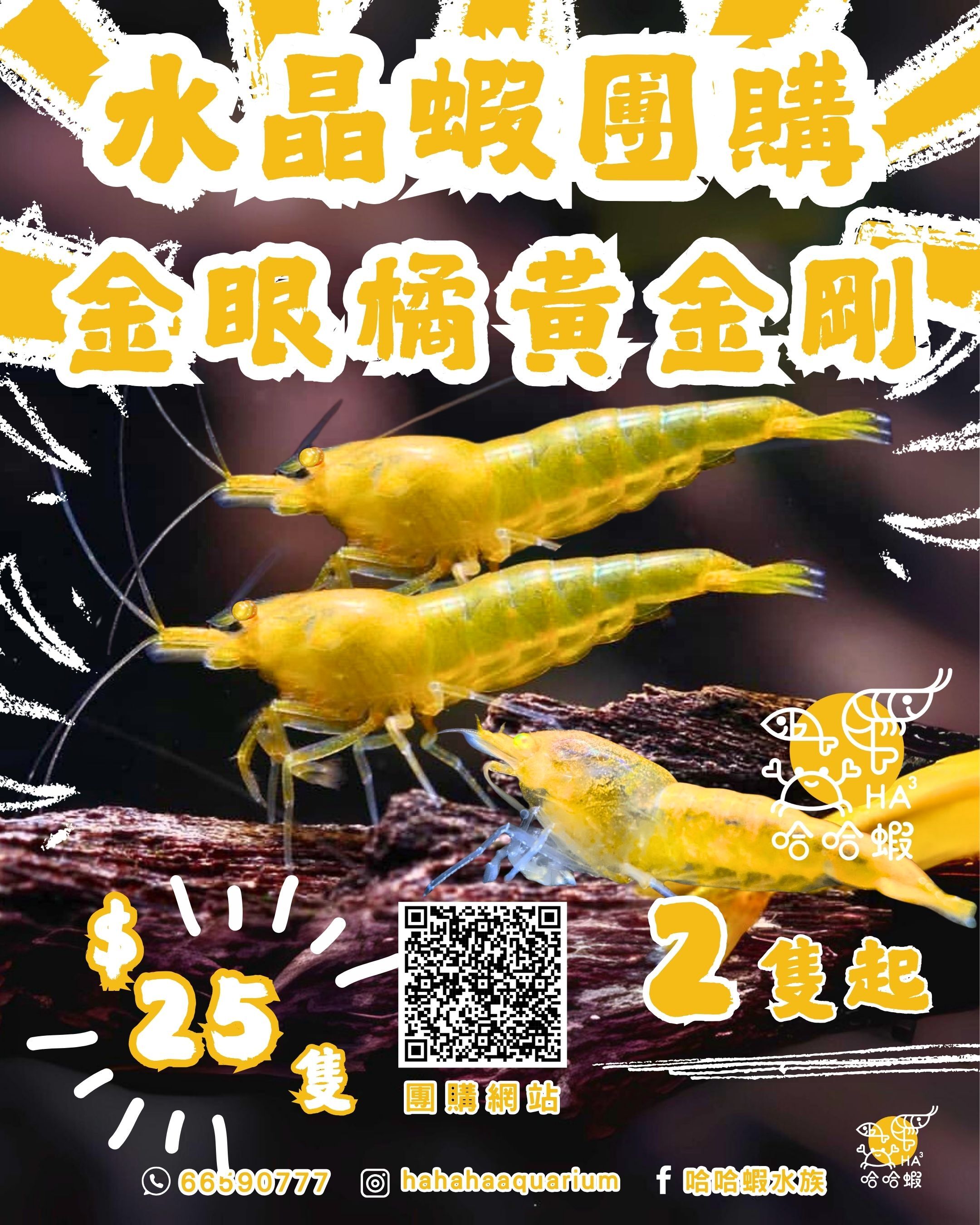 金眼橘黃金剛蝦｜OE Yellow Kingkong Shrimp [團購]